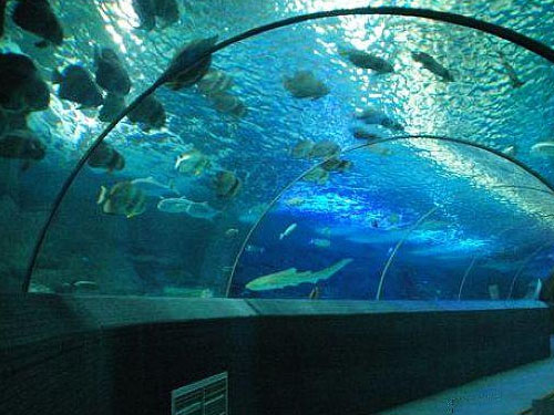 海底世界用臭氧發生器